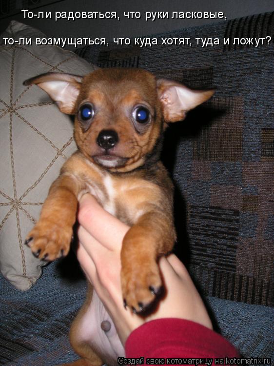 Котоматрица: То-ли радоваться, что руки ласковые,  то-ли возмущаться, что куда хотят, туда и ложут?