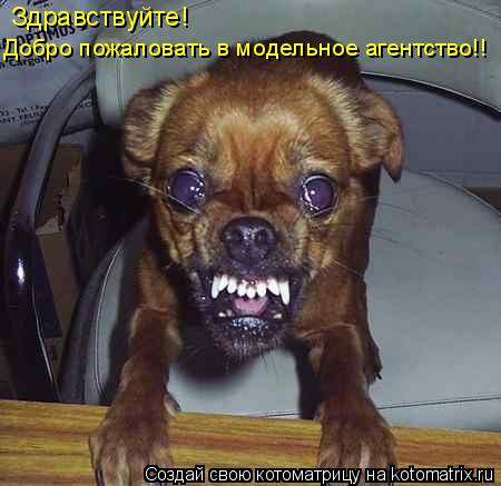 Котоматрица: Здравствуйте!  Добро пожаловать в модельное агентство!!