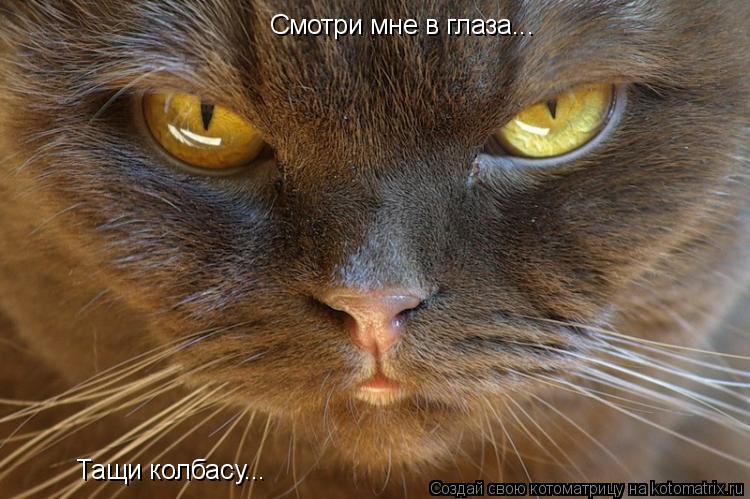 Котоматрица: Смотри мне в глаза... Тащи колбасу...