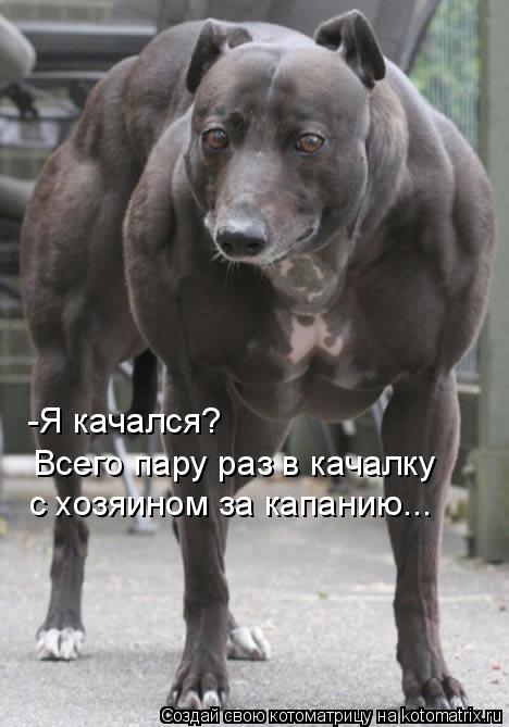 Котоматрица: -Я качался?  Всего пару раз в качалку  с хозяином за капанию...