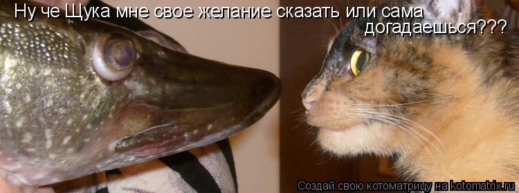 Котоматрица: Ну че Щука мне свое желание сказать или сама догадаешься???