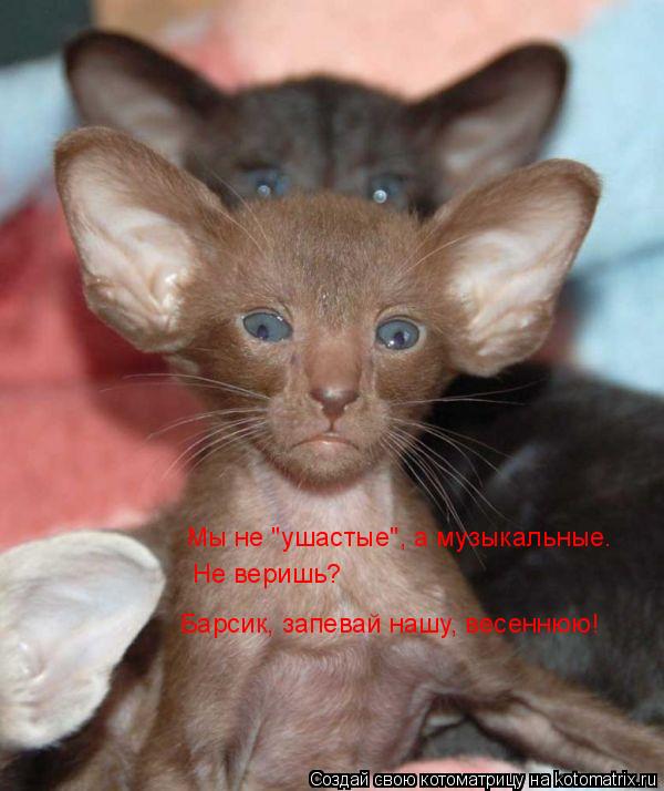 Котоматрица: Мы не "ушастые", а музыкальные. Не веришь? Барсик, запевай нашу, весеннюю!