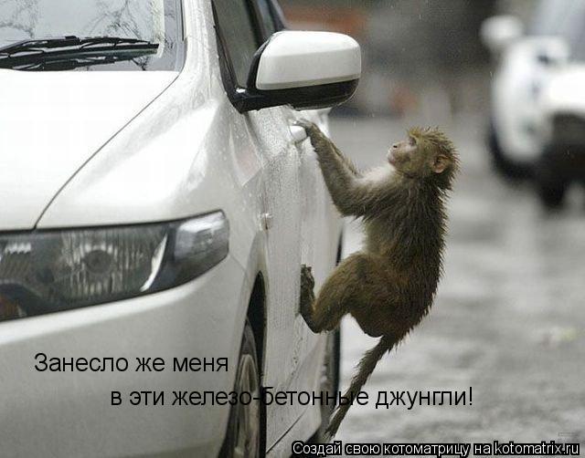 Котоматрица: Занесло же меня  в эти железо-бетонные джунгли!
