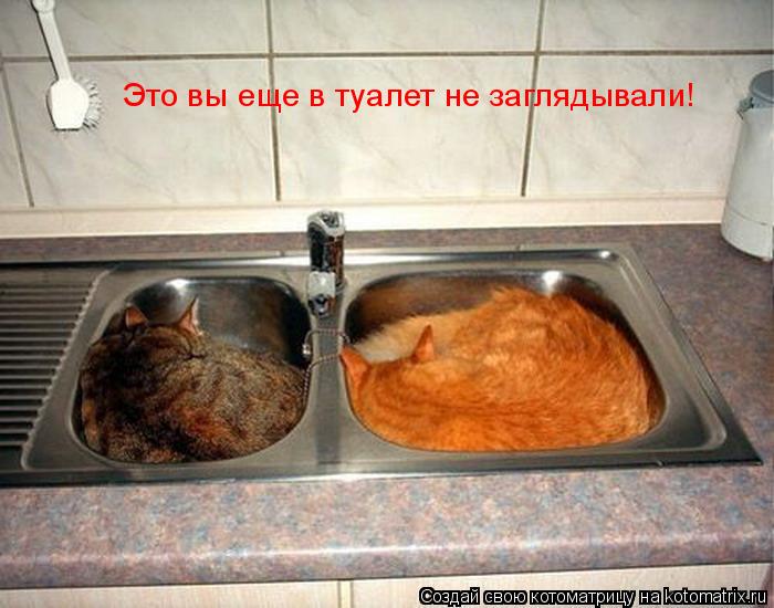 Котоматрица: Это вы еще в туалет не заглядывали!
