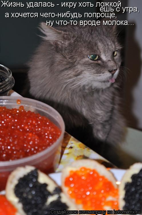 Котоматрица: а хочется чего-нибудь попроще, ну что-то вроде молока... Жизнь удалась - икру хоть ложкой ешь с утра,