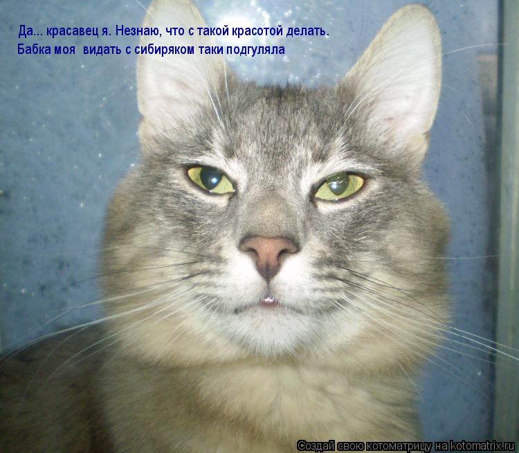 Котоматрица: Да... красавец я. Незнаю, что с такой красотой делать. Да... красавец я. Незнаю, что с такой красотой делать. Бабка моя  видать с сибиряком таки п