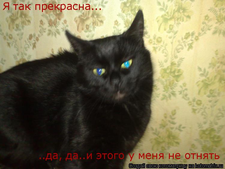 Котоматрица: Я так прекрасна... ..да, да..и этого у меня не отнять