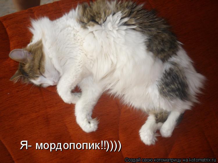 Котоматрица: Я- мордопопик!!))))