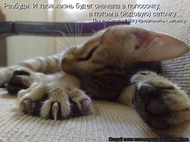 Котоматрица: Разбуди. И твоя жизнь будет сначала в полосочку, а потом в (йодовую) сеточку... Для любителей могу предложить - зеленку.