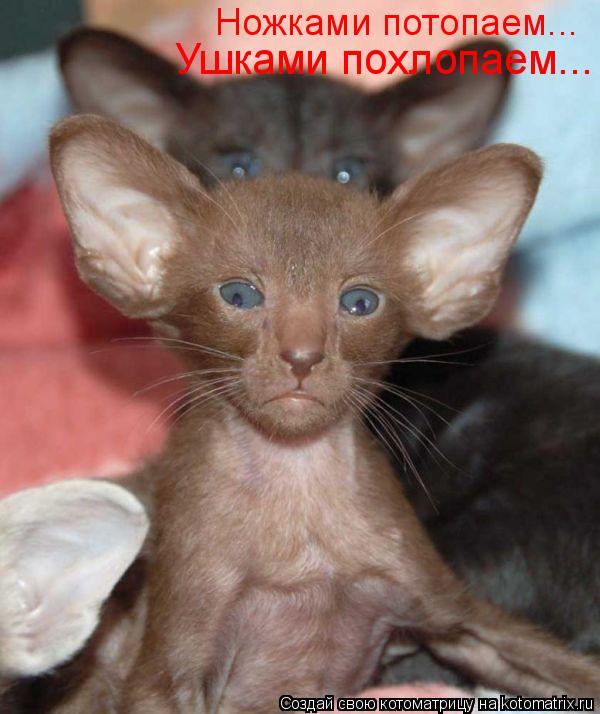 Котоматрица: Ножками потопаем... Ушками похлопаем...