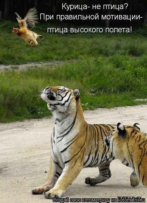 Котоматрица: Курица- не птица? При правильной мотивации- птица высокого полета!