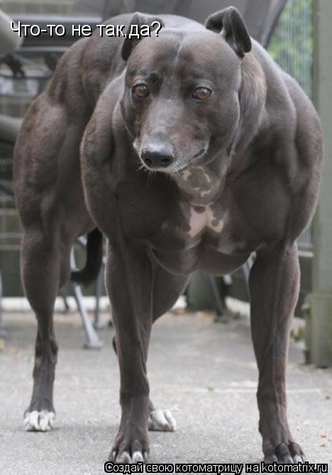 Котоматрица: Что-то не так,да?