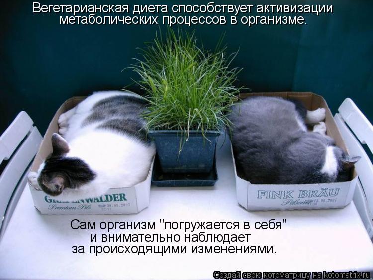 Котоматрица: Вегетарианская диета способствует активизации   метаболических процессов в организме. Сам организм "погружается в себя"  и внимательно наб