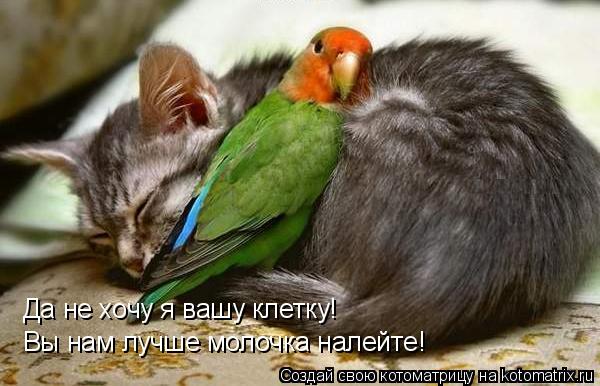Котоматрица: Да не хочу я вашу клетку! Вы нам лучше молочка налейте!