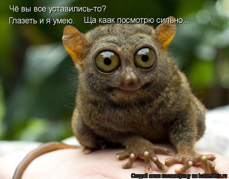 Котоматрица: Чё вы все уставились-то?  Глазеть и я умею. Ща каак посмотрю сильно...