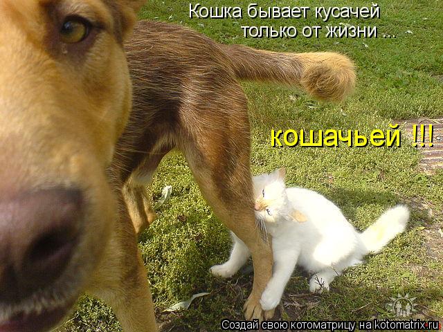 Котоматрица: Кошка бывает кусачей только от жизни ... кошачьей !!!
