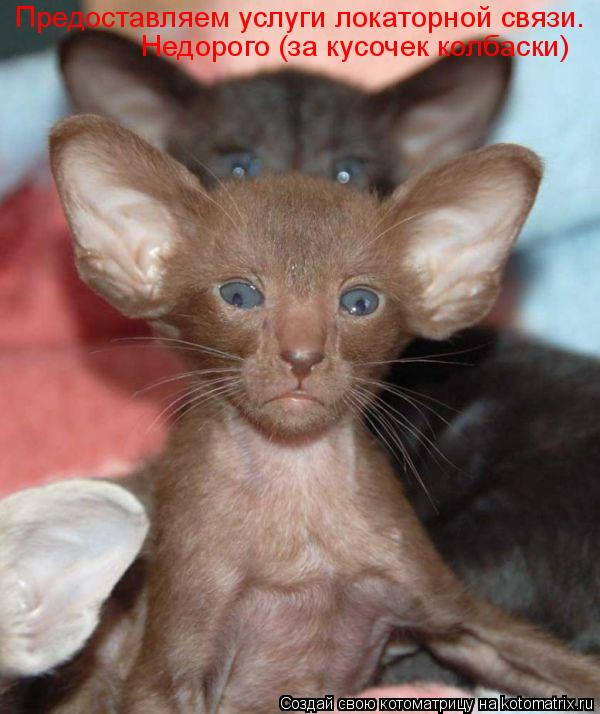 Котоматрица: Предоставляем услуги локаторной связи. Недорого (за кусочек колбаски)