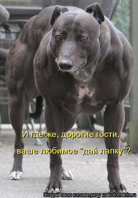 Котоматрица: И где же, дорогие гости,  ваше любимое "дай лапку"?