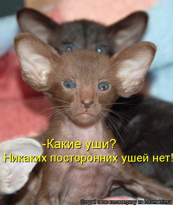 Котоматрица: -Какие уши?  Никаких посторонних ушей нет!