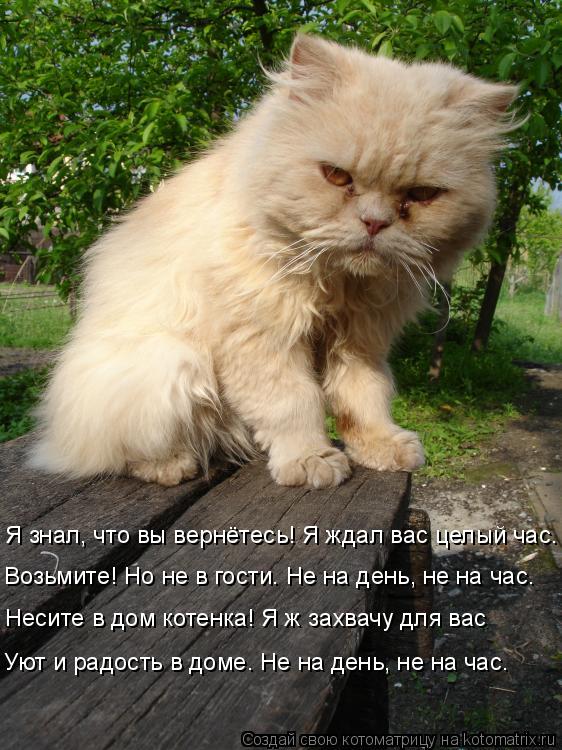 Котоматрица: Я знал, что вы вернётесь! Я ждал вас целый час. Возьмите! Но не в гости. Не на день, не на час. Несите в дом котенка! Я ж захвачу для вас Уют и рад