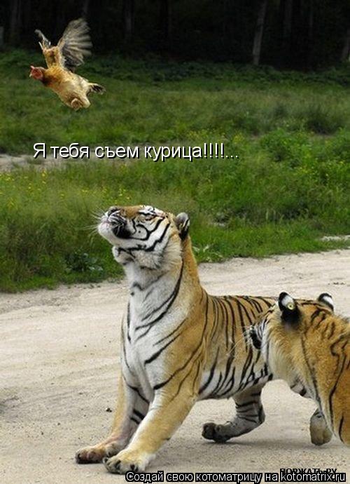 Котоматрица: Я тебя съем курица!!!!...