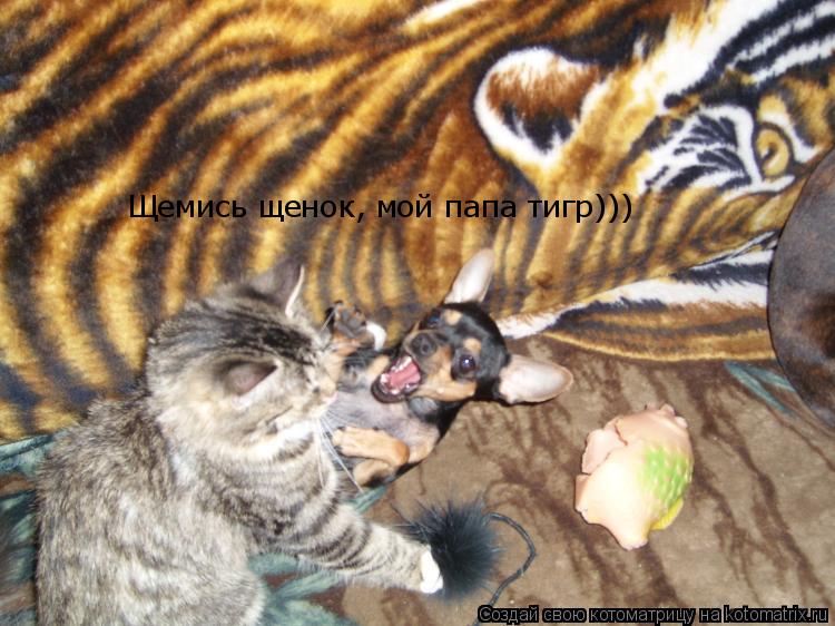 Котоматрица: Щемись щенок, мой папа тигр)))