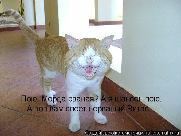 Котоматрица: Пою. Морда рваная? А я шансон пою. А поп вам споет нерваный Витас.