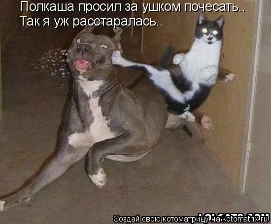 Котоматрица: Полкаша просил за ушком почесать.. Так я уж расстаралась..