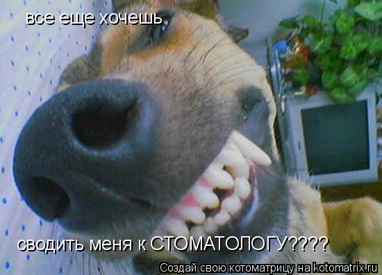 все еще хочешь сводить меня к СТОМАТОЛОГУ????... Котоматрица: все еще хочешь сводить меня к СТОМАТОЛОГУ????
