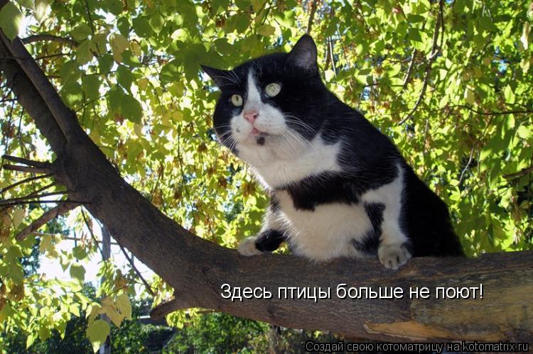 Здесь птицы больше не поют!... Котоматрица: Здесь птицы больше не поют!