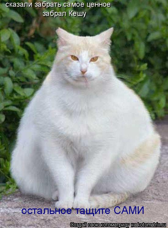 сказали забрать самое ценное забрал Кешу остальное тащите САМИ... Котоматрица: сказали забрать самое ценное забрал Кешу остальное тащите САМИ