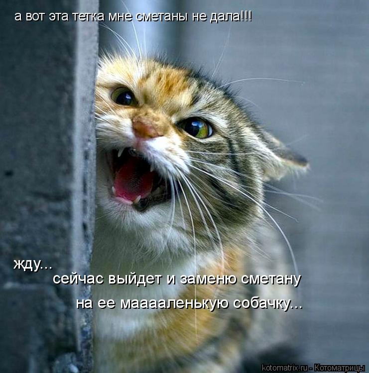 а вот эта тетка мне сметаны не дала!!! жду... сейчас выйдет и заменю сметану на ее мааааленькую соба... Котоматрица: а вот эта тетка мне сметаны не дала!!! жду... сейчас выйдет и заменю сметану на ее мааааленькую собачку...