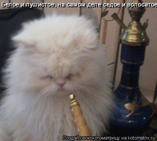 Белое и пушистое, на самом деле седое и волосатое! Белое и пушистое, на самом деле седое и волосатое!... Котоматрица: Белое и пушистое, на самом деле седое и волосатое! Белое и пушистое, на самом деле седое и волосатое! Белое и пушистое, на самом деле седое и в