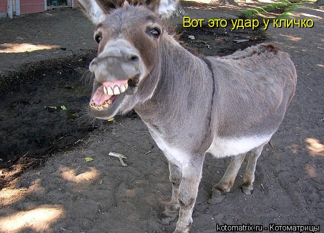 Вот это удар у кличко... Котоматрица: Вот это удар у кличко