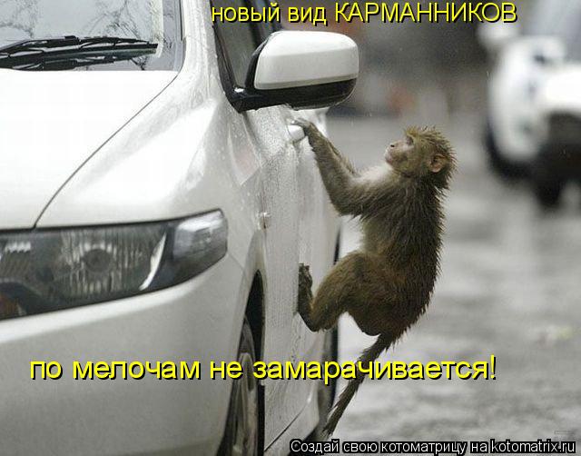 новый вид КАРМАННИКОВ по мелочам не замарачивается!... Котоматрица: новый вид КАРМАННИКОВ по мелочам не замарачивается!
