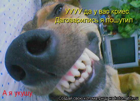 УУУУ да у вас криес. А я укушу. Даговарились я пошутил... Котоматрица: УУУУ да у вас криес. А я укушу. Даговарились я пошутил