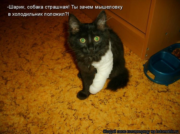 -Шарик, собака страшная! Ты зачем мышеловку в холодильник положил?!... Котоматрица: -Шарик, собака страшная! Ты зачем мышеловку в холодильник положил?!
