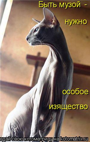 Быть музой нужно особое изящество -... Котоматрица: Быть музой нужно особое изящество -