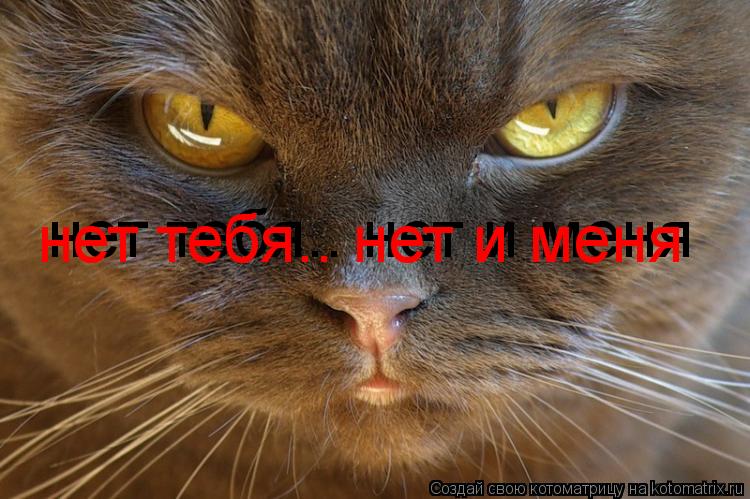 нет тебя.. нет и меня нет тебя.. нет и меня... Котоматрица: нет тебя.. нет и меня нет тебя.. нет и меня