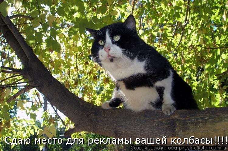 Котоматрица: Сдаю место для рекламы вашей колбасы!!!!