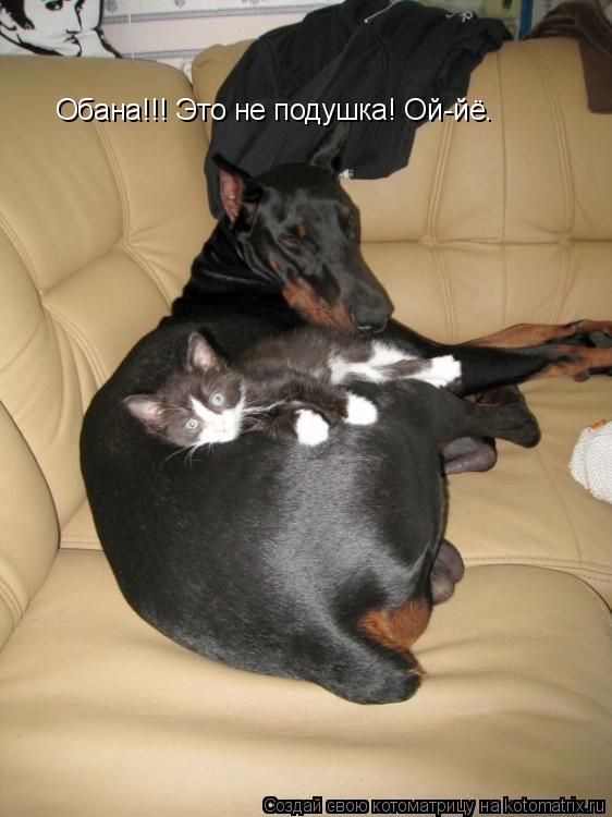 Обана!!! Это не подушка! Ой-йё.... Котоматрица: Обана!!! Это не подушка! Ой-йё.