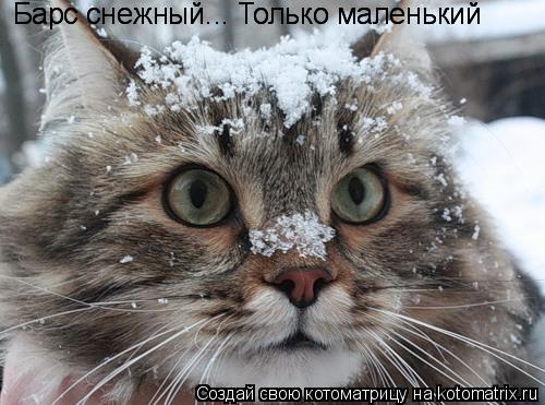 Барс снежный... Только маленький Барс снежный... Только маленький... Котоматрица: Барс снежный... Только маленький Барс снежный... Только маленький