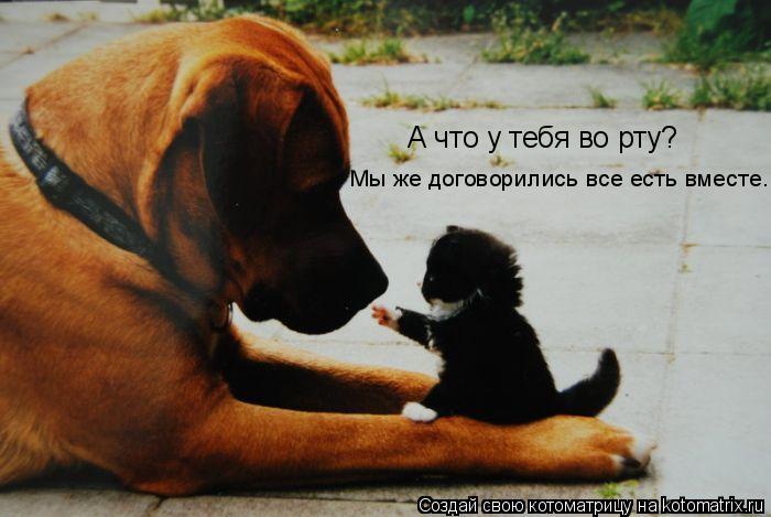 А что у тебя во рту? Мы же договорились все есть вместе.... Котоматрица: А что у тебя во рту? Мы же договорились все есть вместе.