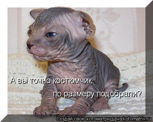 А вы точно костюмчик по размеру подобрали?... Котоматрица: А вы точно костюмчик по размеру подобрали?