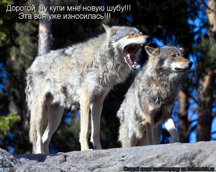 Дорогой, ну купи мне новую шубу!!! Эта вся уже износилась!!!... Котоматрица: Дорогой, ну купи мне новую шубу!!! Эта вся уже износилась!!!