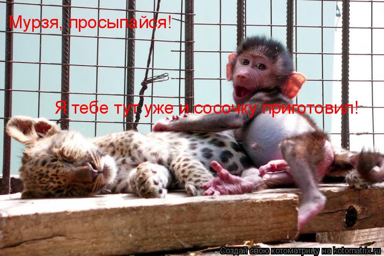 Мурзя, просыпайся! Я тебе тут уже и сосочку приготовил!... Котоматрица: Мурзя, просыпайся! Я тебе тут уже и сосочку приготовил!