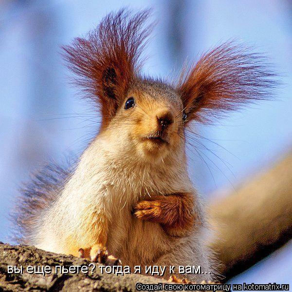 вы еще пьете? тогда я иду к вам...... Котоматрица: вы еще пьете? тогда я иду к вам...