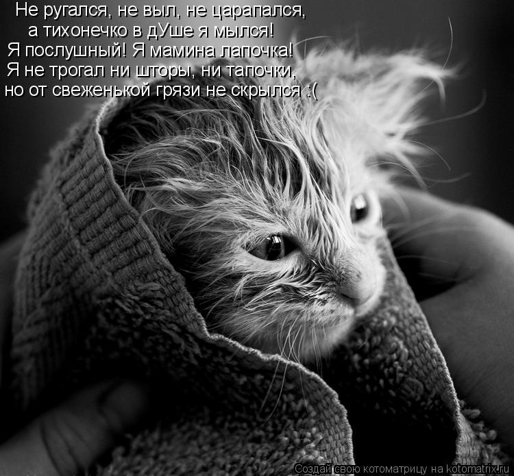 Не ругался, не выл, не царапался, а тихонечко в дУше я мылся! Я послушный! Я мамина лапочка! Я не тро... Котоматрица: Не ругался, не выл, не царапался, а тихонечко в дУше я мылся! Я послушный! Я мамина лапочка! Я не трогал ни шторы, ни тапочки, но от свеженькой г