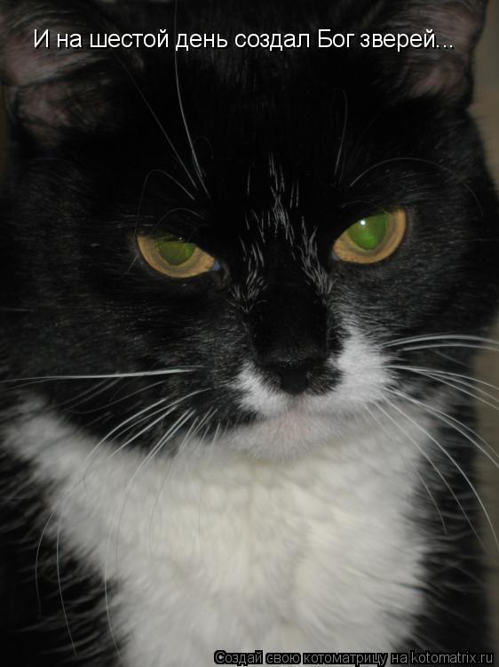 И на шестой день создал Бог зверей...... Котоматрица: И на шестой день создал Бог зверей...