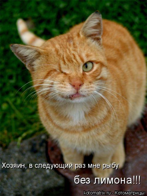 Хозяин, в следующий раз мне рыбу без лимона!!!... Котоматрица: Хозяин, в следующий раз мне рыбу без лимона!!!
